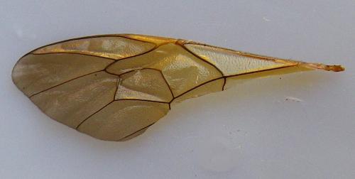 Réf. 257 726 : Ophion ventricosus